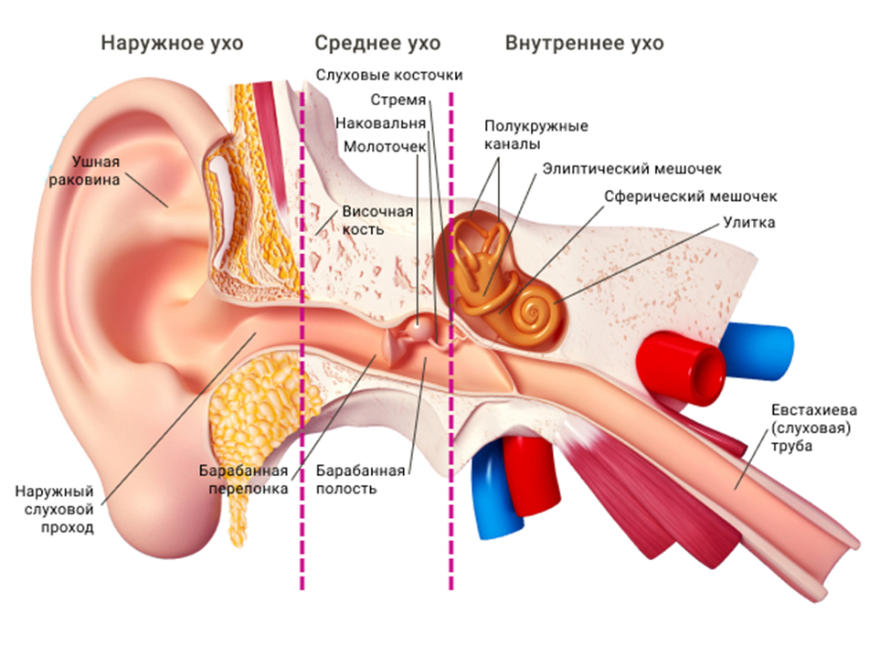 Строение уха евстахиева труба. Наружное среднее и внутреннее ухо. Внешнее среднее и внутреннее ухо. Строение внутреннего уха.